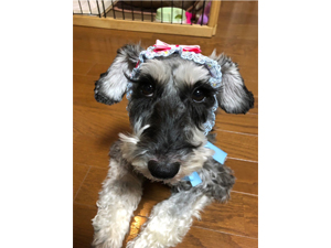☆モデル犬卒業後、里親さん宅での様子☆～ラフちゃん～